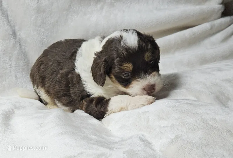 Pink – Miniature Aussiedoodle puppy for sale in Gainesville, GA