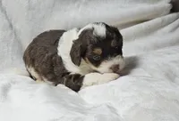 Pink, a female Miniature Aussiedoodle for sale in Gainesville, GA – 1 of 3