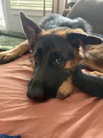 Inka, a female German Shepherd Dog for sale in Henrico, VA – 3 of 3