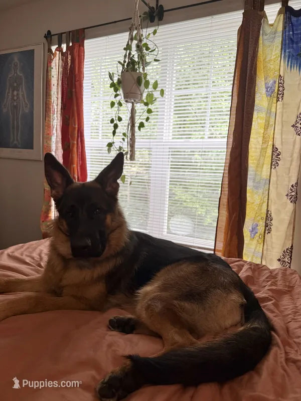 Inka – German Shepherd Dog puppy for sale in Henrico, VA