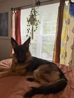 Inka, a female German Shepherd Dog for sale in Henrico, VA – 1 of 3