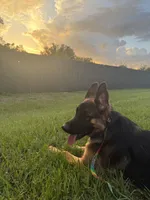 Inka, a female German Shepherd Dog for sale in Henrico, VA – 2 of 3