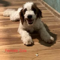 Zola, a female Miniature Goldendoodle for sale in Liberty, NC – Photo 1 of 5