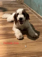 Zola, a female Miniature Goldendoodle for sale in Liberty, NC – Photo 1 of 5