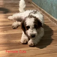 Zola, a female Miniature Goldendoodle for sale in Liberty, NC – Photo 2 of 5
