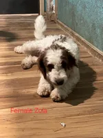 Zola, a female Miniature Goldendoodle for sale in Liberty, NC – Photo 2 of 5