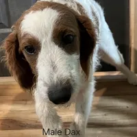 Dax, a male Miniature Goldendoodle for sale in Liberty, NC – Photo 1 of 3