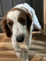 Dax, a male Miniature Goldendoodle for sale in Liberty, NC – Photo 1 of 3