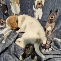 Dax, a male Miniature Goldendoodle for sale in Liberty, NC – Photo 3 of 3