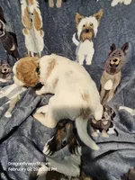 Dax, a male Miniature Goldendoodle for sale in Liberty, NC – Photo 3 of 3