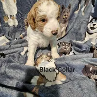 Dax, a male Miniature Goldendoodle for sale in Liberty, NC – Photo 2 of 3