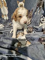 Dax, a male Miniature Goldendoodle for sale in Liberty, NC – Photo 2 of 3