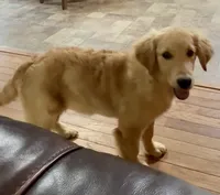 Dolly, a female English Cream Golden Retriever for sale in Hiddenite, NC – 3 of 5
