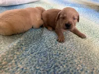 Marley, a female English Cream Golden Retriever for sale in Hiddenite, NC – Photo 5 of 6