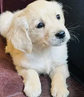 Bray, a female Golden Retriever and English Cream Golden Retriever for sale in Hiddenite, NC – Photo 2 of 10