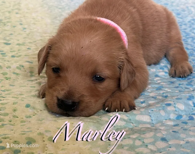 Marley, a female English Cream Golden Retriever for sale in Hiddenite, NC – Photo 1 of 6