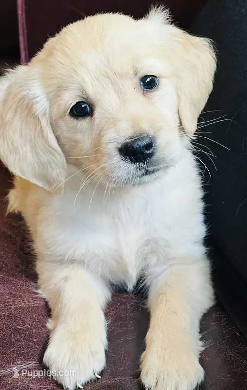 Bray – Golden Retriever, English Cream Golden Retriever puppy for sale in Hiddenite, NC