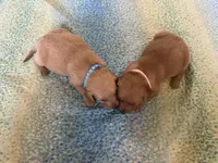 Marley, a female English Cream Golden Retriever for sale in Hiddenite, NC – Photo 6 of 6