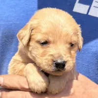 Marley, a female English Cream Golden Retriever for sale in Hiddenite, NC – Photo 2 of 6