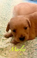 Marley, a female English Cream Golden Retriever for sale in Hiddenite, NC – Photo 3 of 6