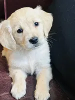 Bray, a female Golden Retriever and English Cream Golden Retriever for sale in Hiddenite, NC – Photo 4 of 10