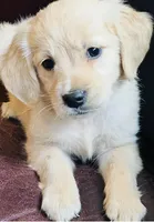 Bray, a female Golden Retriever and English Cream Golden Retriever for sale in Hiddenite, NC – Photo 3 of 10