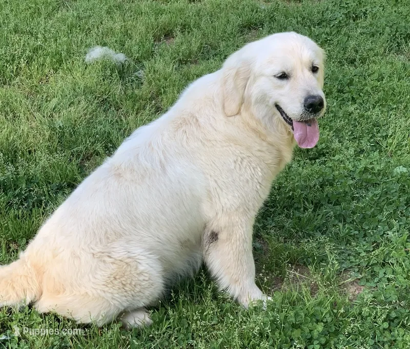 AKC Charlotte – English Cream Golden Retriever puppy for sale in Hiddenite, NC