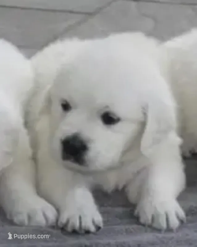 Due to be born 06/01/26, a  English Cream Golden Retriever for sale in Hiddenite, NC – Photo 1 of 1