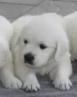 Due to be born 06/01/26, a  English Cream Golden Retriever for sale in Hiddenite, NC – 1 of 1