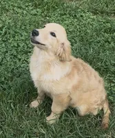 Dolly, a female English Cream Golden Retriever for sale in Hiddenite, NC – 4 of 5
