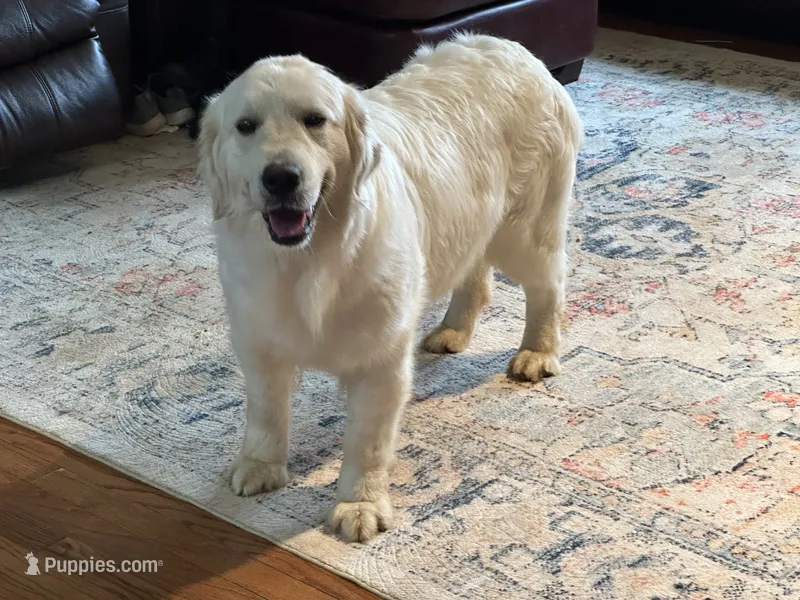 AKC Charlotte – English Cream Golden Retriever puppy for sale in Hiddenite, NC