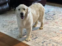 AKC Charlotte, a female English Cream Golden Retriever for sale in Hiddenite, NC – 1 of 2