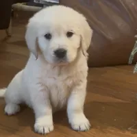 Charlie, a male Golden Retriever and English Cream Golden Retriever for sale in Hiddenite, NC – Photo 2 of 7