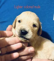 Charlie, a male Golden Retriever and English Cream Golden Retriever for sale in Hiddenite, NC – Photo 2 of 6