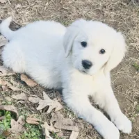 Charlie, a male Golden Retriever and English Cream Golden Retriever for sale in Hiddenite, NC – Photo 5 of 7