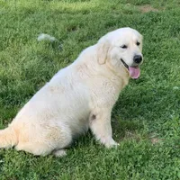 Charlie, a male Golden Retriever and English Cream Golden Retriever for sale in Hiddenite, NC – Photo 7 of 7