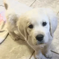 Charlie, a male Golden Retriever and English Cream Golden Retriever for sale in Hiddenite, NC – Photo 3 of 7