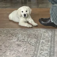 Charlie, a male Golden Retriever and English Cream Golden Retriever for sale in Hiddenite, NC – Photo 4 of 7
