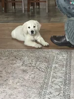 processed/47c9b08f-6711-4ddd-88c9-995b95daf622/listing/7887d91b-fe2d-454c-a49a-affc0d0e9d31/8b88b4a6-857b-42e8-8278-cacaf71f6407