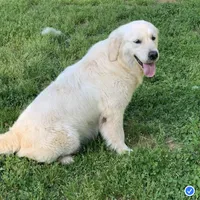 Charlie, a male Golden Retriever and English Cream Golden Retriever for sale in Hiddenite, NC – Photo 6 of 7
