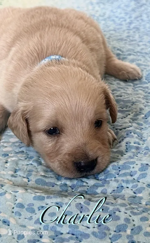 Charlie – Golden Retriever, English Cream Golden Retriever puppy for sale in Hiddenite, NC