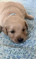 Charlie, a male Golden Retriever and English Cream Golden Retriever for sale in Hiddenite, NC – Photo 1 of 6