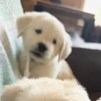 Charlie, a male Golden Retriever and English Cream Golden Retriever for sale in Hiddenite, NC – Photo 1 of 7