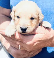 Charlie, a male Golden Retriever and English Cream Golden Retriever for sale in Hiddenite, NC – Photo 6 of 6
