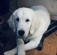 AKC Charlotte, a female English Cream Golden Retriever for sale in Hiddenite, NC – 2 of 2