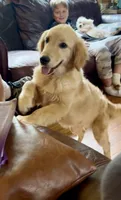 Dolly, a female English Cream Golden Retriever for sale in Hiddenite, NC – 1 of 5