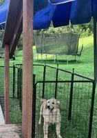 Dolly, a female English Cream Golden Retriever for sale in Hiddenite, NC – 5 of 5
