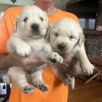 Mia, a female English Cream Golden Retriever for sale in Hiddenite, NC – Photo 5 of 7