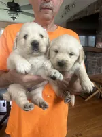 Mia, a female English Cream Golden Retriever for sale in Hiddenite, NC – Photo 5 of 7