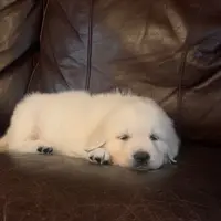 Mia, a female English Cream Golden Retriever for sale in Hiddenite, NC – Photo 7 of 7